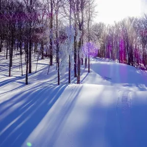 Winter Sunset Woodland Print Winter Sunset Woodland Print