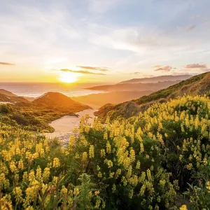 Sunset, Yellow Lupines (Lupinus luteus) on sand dunes