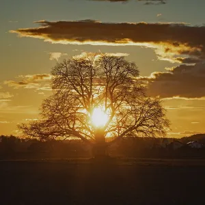 Sunset yellow sun with rays behind tree in front of forest scenery and reddish and blue sky Sunset yellow sun with rays behind tree in front of forest scenery and reddish and blue sky