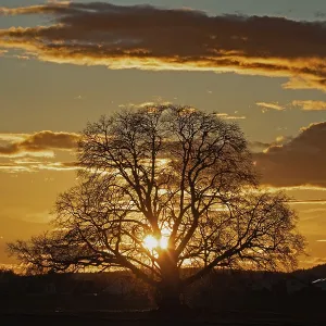 Sunset yellow sun with rays behind tree in front of forest scenery and reddish and blue sky Sunset yellow sun with rays behind tree in front of forest scenery and reddish and blue sky