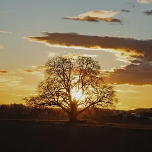 Sunset yellow sun with rays behind tree in front of forest scenery and reddish and blue sky Sunset yellow sun with rays behind tree in front of forest scenery and reddish and blue sky