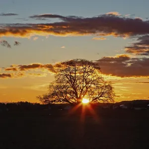 Sunset yellow sun with rays behind tree in front of forest scenery and reddish and blue sky Sunset yellow sun with rays behind tree in front of forest scenery and reddish and blue sky