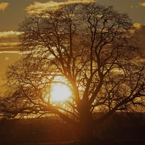 Sunset yellow sun with rays behind tree in front of forest scenery and reddish sky Sunset yellow sun with rays behind tree in front of forest scenery and reddish sky