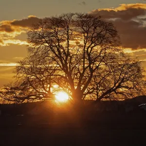 Sunset yellow sun with rays behind tree in front of forest scenery and reddish sky Sunset yellow sun with rays behind tree in front of forest scenery and reddish sky