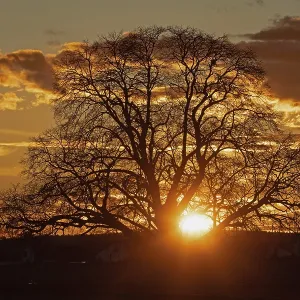 Sunset yellow sun with rays behind tree in front of forest scenery and reddish sky Sunset yellow sun with rays behind tree in front of forest scenery and reddish sky