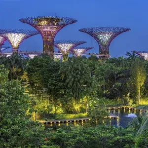 Supertree Grove, illuminated Supertrees with elevated walkway and restaurant towering over Gardens by the Bay