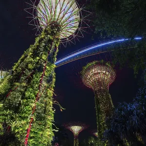Supertree Grove, illuminated Supertrees towering over Gardens by the Bay