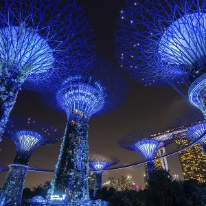 Supertrees at night, bridge or skyway between the trees Supertrees at night, bridge or skyway between the trees