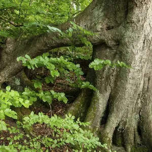 Supporting root system of an Ancient Beech (Fagus) in a forest Supporting root system of an Ancient Beech (Fagus) in a forest