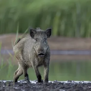 Surprising encounter with a wild boar (Sus scrofa)
