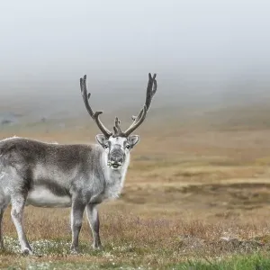 Svalbard Reindeer (Rangifer tarandus platyrhynchus) Svalbard Reindeer (Rangifer tarandus platyrhynchus)