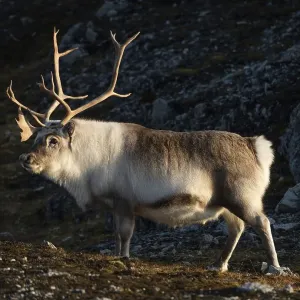 Svalbard reindeer (Rangifer tarandus platyrhynchus) Svalbard reindeer (Rangifer tarandus platyrhynchus)
