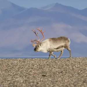 Svalbard Reindeer (Rangifer tarandus platyrhynchus) Svalbard Reindeer (Rangifer tarandus platyrhynchus)