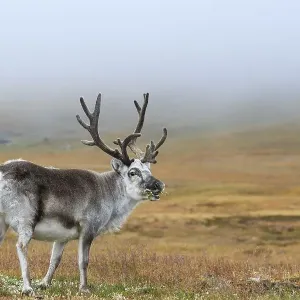 Svalbard Reindeer (Rangifer tarandus platyrhynchus) eating Svalbard Reindeer (Rangifer tarandus platyrhynchus) eating