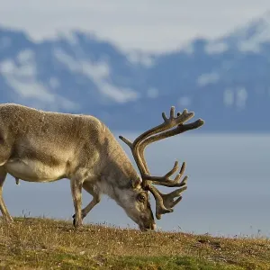 Svalbard reindeer (Rangifer tarandus platyrhynchus) grazing with mountains behind Svalbard reindeer (Rangifer tarandus platyrhynchus) grazing with mountains behind