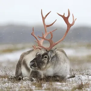 Svalbard reindeer (Rangifer tarandus platyrhynchus) male Svalbard reindeer (Rangifer tarandus platyrhynchus) male