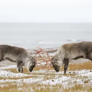 Two Svalbard reindeer (Rangifer tarandus platyrhynchus) males Two Svalbard reindeer (Rangifer tarandus platyrhynchus) males