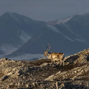 Svalbard reindeer (Rangifer tarandus platyrhynchus) in front of mountain scenery Svalbard reindeer (Rangifer tarandus platyrhynchus) in front of mountain scenery