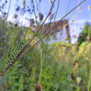 Swallowtail Caterpillar Print, Guxhagen, Germany Swallowtail Caterpillar Print, Guxhagen, Germany