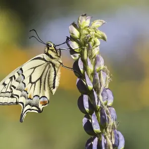 Swallowtail (Papilio machaon) to Lupin (Lupinus) Swallowtail (Papilio machaon) to Lupin (Lupinus)