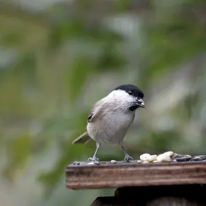 Swamp tit (Poecile palustris), bird food