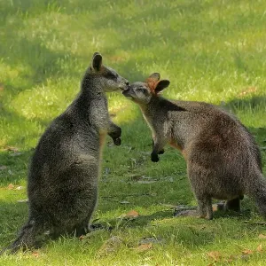 Swamp wallaby (Wallabia bicolor)
