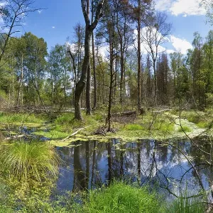 Swampland, Wurzacher Ried, Bad Wurzach Swampland, Wurzacher Ried, Bad Wurzach