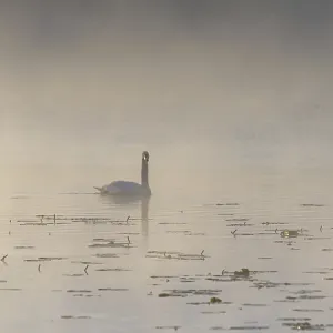 Swan (Cygnus olor) at sunrise with early fog at Hopfensee near Fussen Swan (Cygnus olor) at sunrise with early fog at Hopfensee near Fussen