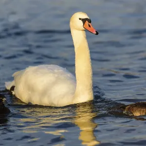 A swan with ducklings swimming peacefully on a lake A swan with ducklings swimming peacefully on a lake