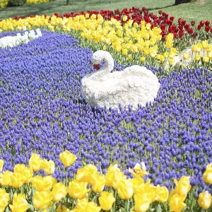 Swan figure made of flowers in the spring flower garden Swan figure made of flowers in the spring flower garden