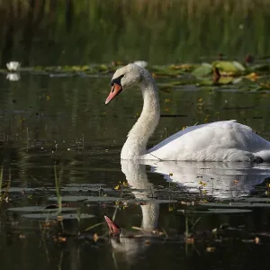 Swan, Lusatian pond landscape, Saxony, Germany Swan, Lusatian pond landscape, Saxony, Germany