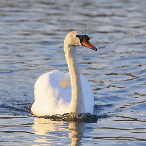 A swan peacefully swimming away A swan peacefully swimming away