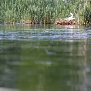 A swan sits on its nest at the edge of a calm body of water A swan sits on its nest at the edge of a calm body of water