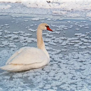 Swan sitting on ice rink, frozen Elbe