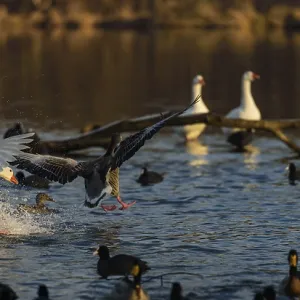 Swans and ducks splashing on a lake in a lively scene Swans and ducks splashing on a lake in a lively scene