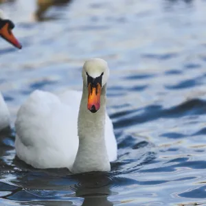 Two swans gracefully swimming on reflective blue water Two swans gracefully swimming on reflective blue water