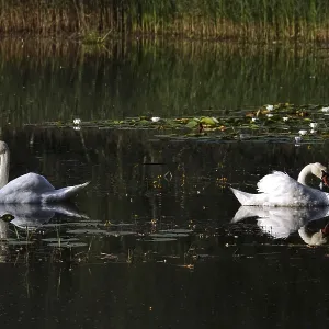Swans, Lusatian pond landscape, Saxony, Germany Swans, Lusatian pond landscape, Saxony, Germany
