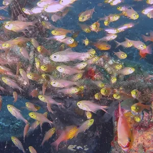 Colorful Fish in Coral Reef Print, Tulamben, Bali Colorful Fish in Coral Reef Print, Tulamben, Bali