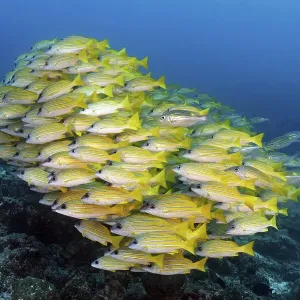 Swarm of fish Bluestripe snapper (Lutjanus kasmira) swims over coral reef Swarm of fish Bluestripe snapper (Lutjanus kasmira) swims over coral reef
