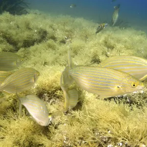 A swarm of fish, gold welts (Sarpa salpa)