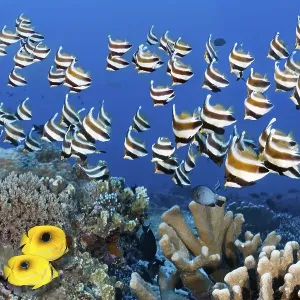 Swarm of fish Pacific bannerfish (Heniochus chrysostomus) Swarm of fish Pacific bannerfish (Heniochus chrysostomus)