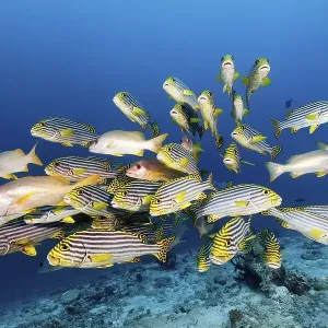 Swarm of Oriental sweetlips (Plectorhinchus vittatus) with Ehrenberg's Snapper (Lutjanus monostigma) Swarm of Oriental sweetlips (Plectorhinchus vittatus) with Ehrenberg's Snapper (Lutjanus monostigma)