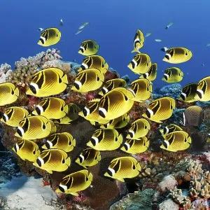 Swarm Raccoon butterflyfishes (Chaetodon lunula) Swarm Raccoon butterflyfishes (Chaetodon lunula)
