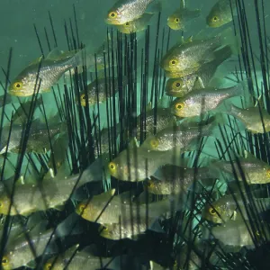 Swarm of small fish, flag-fin cardinalfish (Ostorhinchus hoevenii) Swarm of small fish, flag-fin cardinalfish (Ostorhinchus hoevenii)