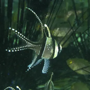 A swimming Banggai cardinalfish (Pterapogon kauderni) in a dense underwater area A swimming Banggai cardinalfish (Pterapogon kauderni) in a dense underwater area
