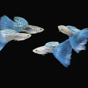 Swimming blue guppy, tropical fish pet
