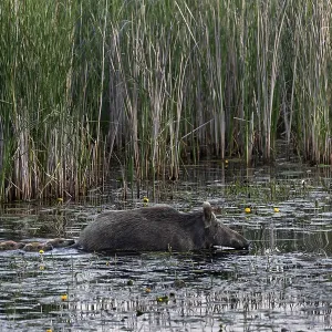 Swimming is not a problem for young animals (Sus scrofa)