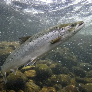 Swimming salmon (Salmo salar) under water