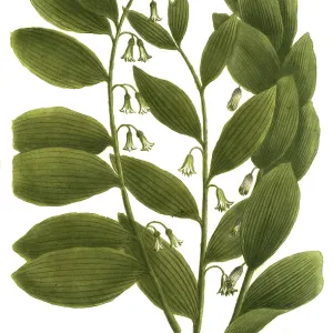 Sybillum salomonis, thistle species