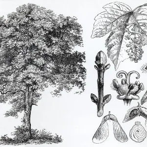 Sycamore maple (Acer pseudoplatanus)